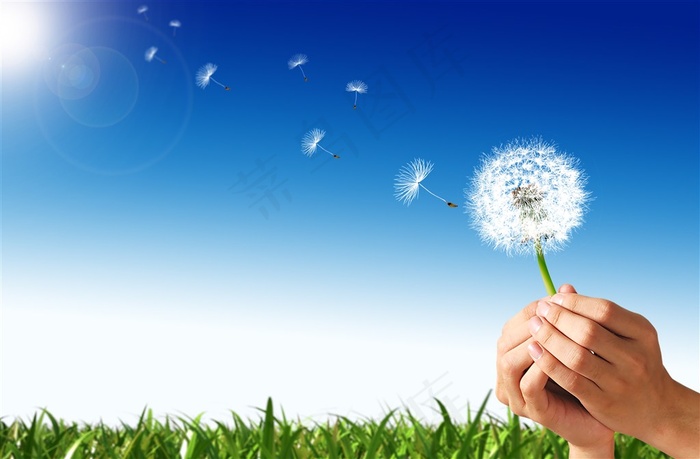 手中的蒲公英特写高清图片