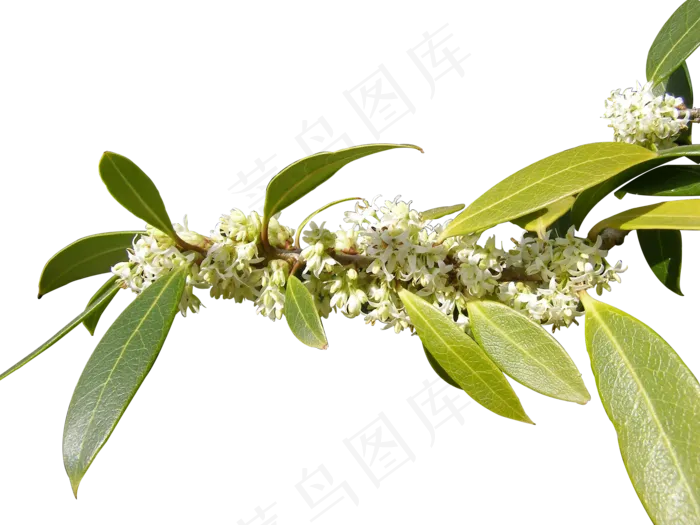 中秋节桂花