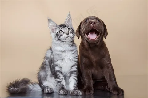 相亲相爱的猫咪与小狗