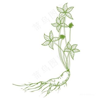 人参插画人参线描图PNG透明背景