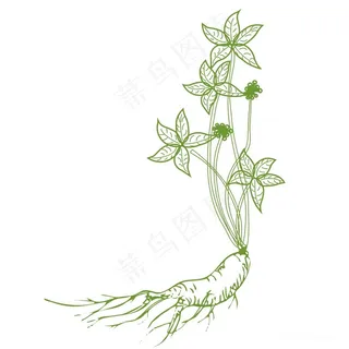 人参插画人参线描图PNG透明背景
