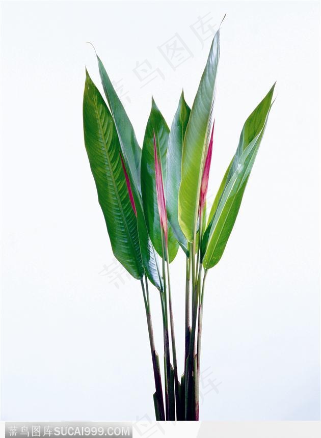 叶片标本（景观）