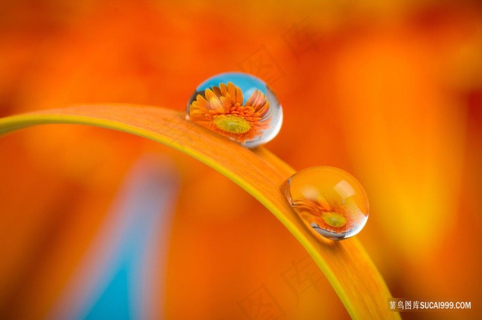 高清镜头花卉水珠