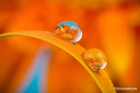 高清镜头花卉水珠