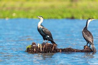 河边栖息的鸬鹚摄影图片鸟元素