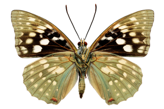 蝴蝶 彩蝶 花蝴蝶 动物 昆虫 免抠