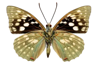 蝴蝶 彩蝶 花蝴蝶 动物 昆虫 免抠