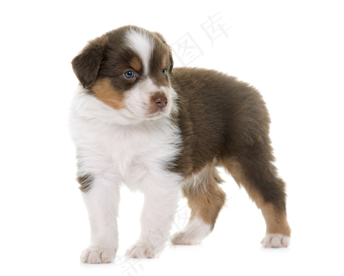 白色背景里的伯恩山犬狗狗图片