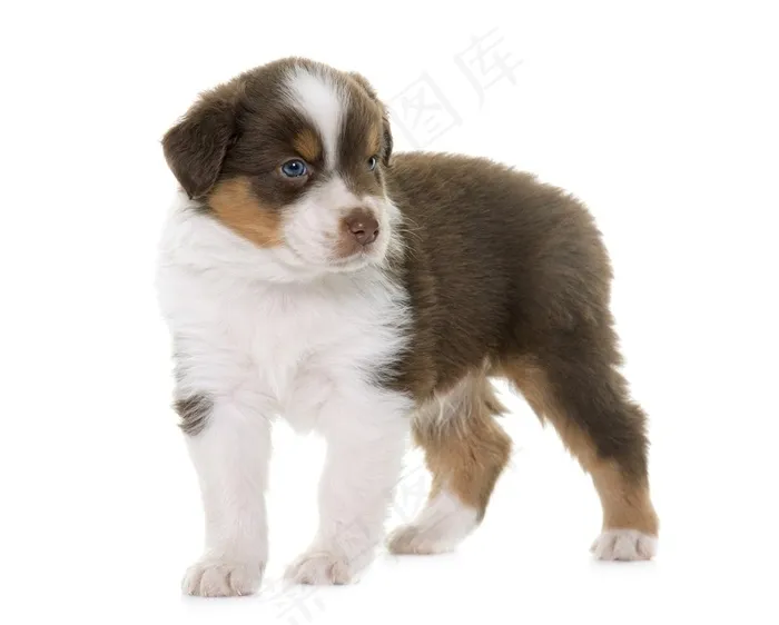 白色背景里的伯恩山犬狗狗图片
