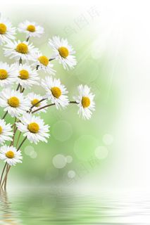 淡雅梦幻雏菊背景图片
