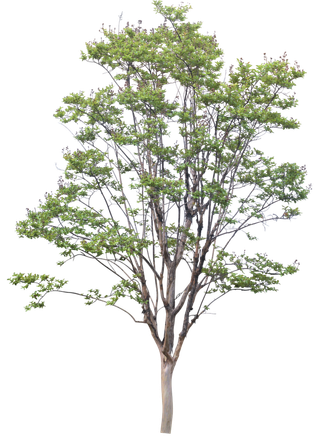 高清树木素材 免抠PSD植物素材 美术绘画园林贴图 树草灌木花草