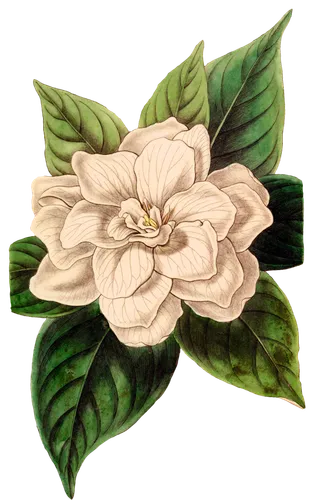 复古手绘植物花卉玫瑰花PNG免扣图案高清图片PS设计素材图