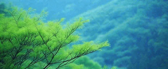绿色树冠，绿色森林山脉，春天摄影图(1712x704)