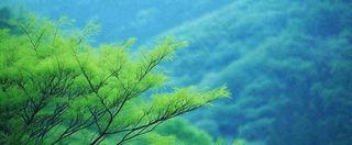 绿色树冠，绿色森林山脉，春天摄影图