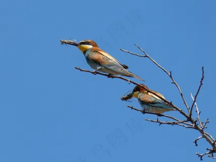 两只翠鸟图片 两只翠鸟图片