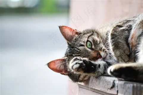 可爱的猫咪素材摄影 可爱的猫咪素材摄影