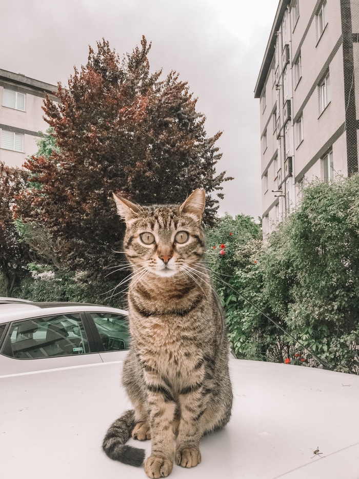 可爱猫咪猫猫摄影素材