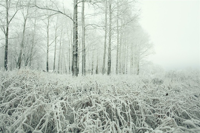 冬季雪花树林景观