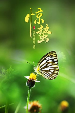 绿色蝴蝶 二十四节气惊蛰 节气海报