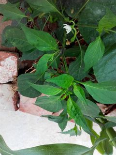 菜园子的辣椒花