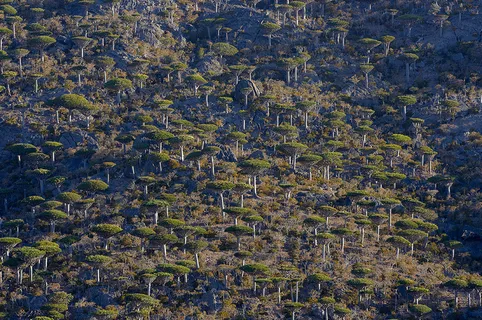 山 树丛 树林 森林 树木 林木 成片树林