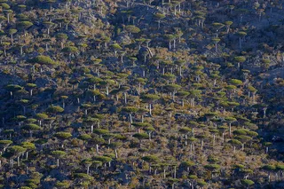山 树丛 树林 森林 树木 林木 成片树林