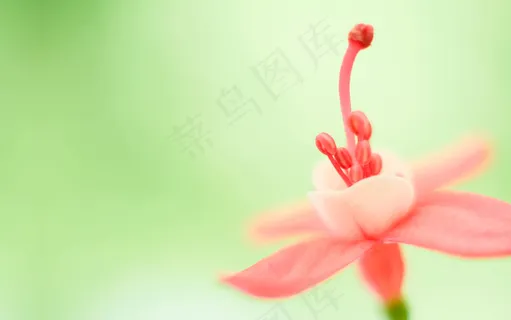鲜花的桌面面 鲜花的桌面面