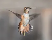 高清蜂鸟图片
