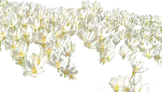 白色浪漫花海免抠素材