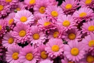 玫粉色雏菊菊花摄影图