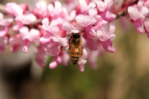 洋槐花蜜蜂图片 洋槐花蜜蜂图片