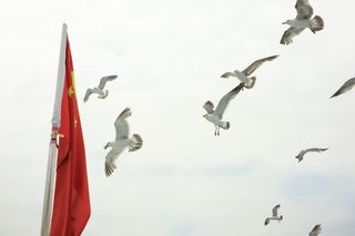 建军节、海鸥与我的祖国