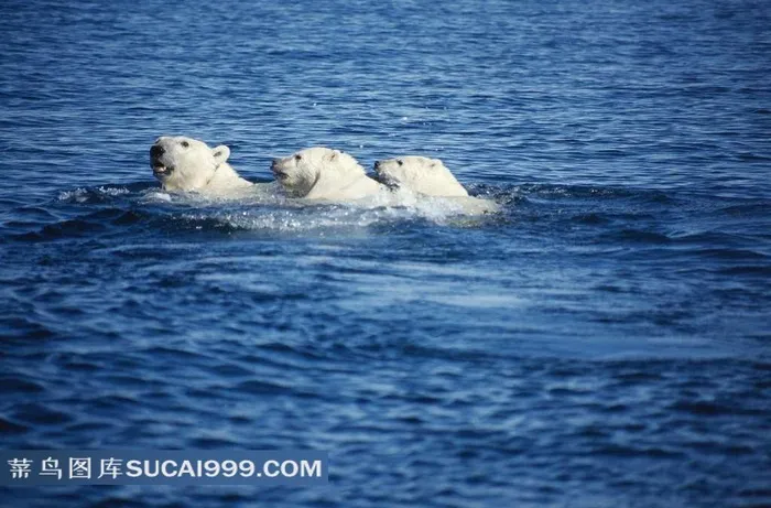 动物世界学游泳的北极熊