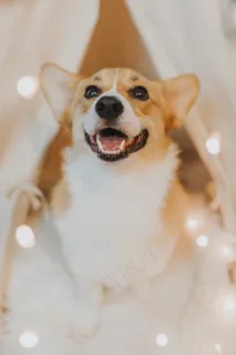 柯基犬图片欣赏 柯基犬图片欣赏