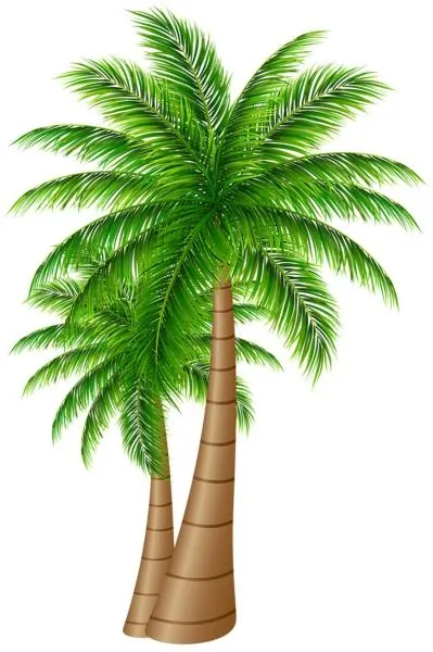棕榈树 PNG免抠(399x600)