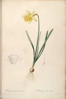 高清花草小黄花复古雷杜德原版图谱 高清花草小黄花复古雷杜德原版图谱