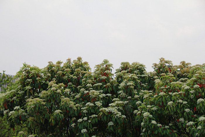 公园绿植白花矮树