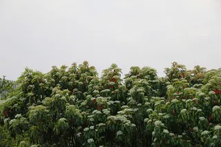 公园绿植白花矮树