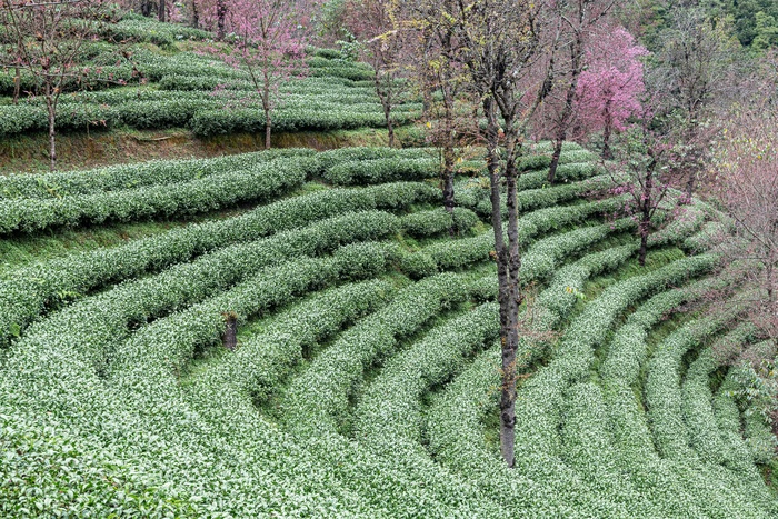 南涧无量山茶园