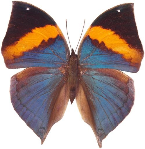 蝴蝶 PNG免抠(557x571)