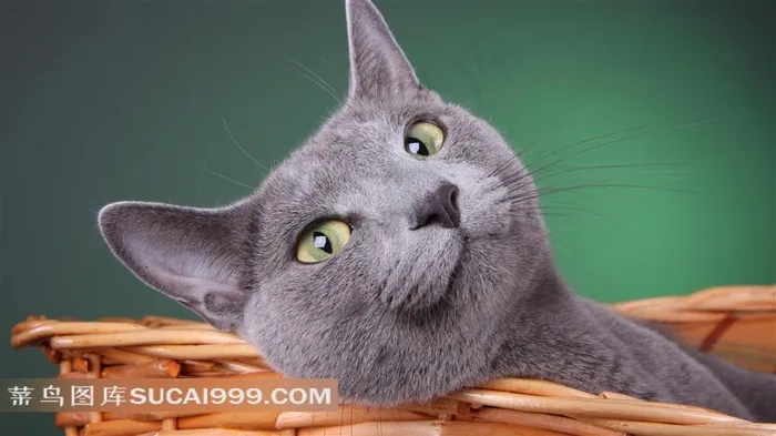 躺在边框里的灰色小猫