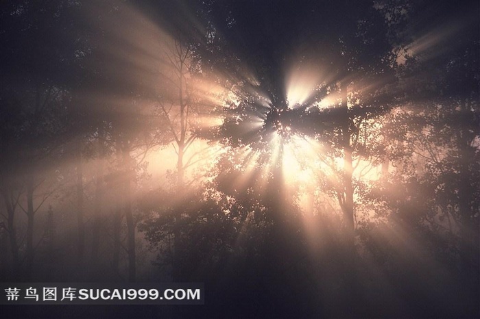 唯美树林风光图片