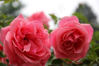 月季花高清图片