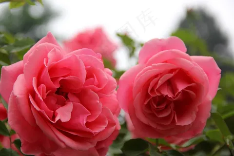 月季花高清图片 月季花高清图片