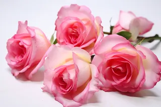 红袖玫瑰花细节特写摄影图