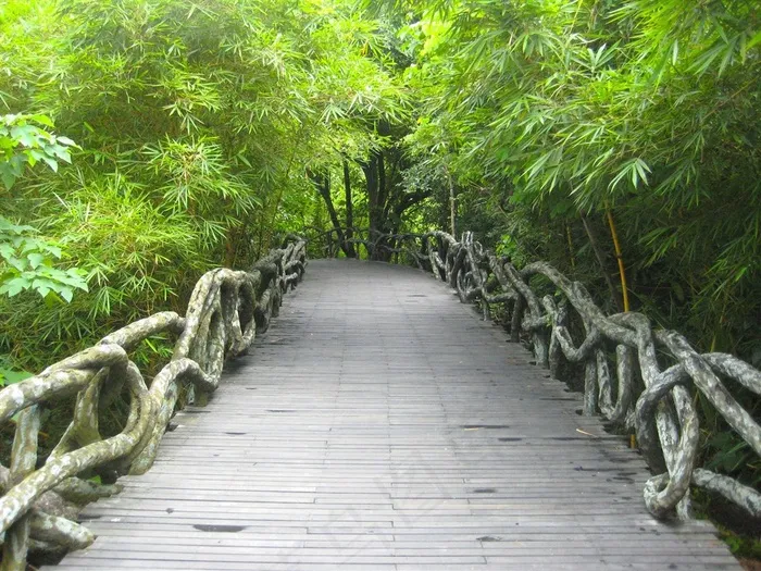 吊桥两旁长满了翠色竹林