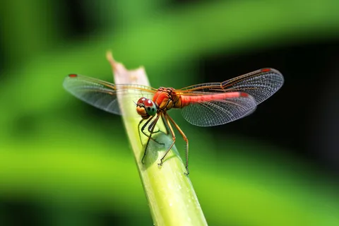 蜻蜓站在植物枝头上绿色背景摄影图 蜻蜓站在植物枝头上绿色背景摄影图