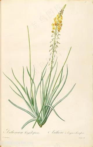 雷杜德原版高清花草花卉唯美插画素材