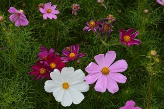 各色格桑花图片