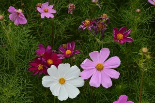 各色格桑花图片